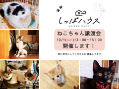 猫ちゃん譲渡会【しっぽハウス】のメイン画像