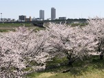 4/1（土）・4/2（日）春の桜まつりを開催します