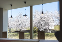 春の感謝祭「桜まつり」のメイン画像