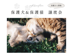 保護犬・保護猫譲渡会【しっぽハウス】のメイン画像