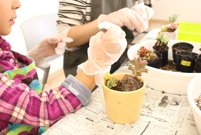 【中止のお知らせ】多肉植物寄せ植え教室のメイン画像