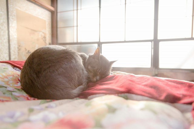 【猫ちゃんもいっしょ。みんなの夢を叶える暮らし】完成見学会＠伊賀市三田のメイン画像